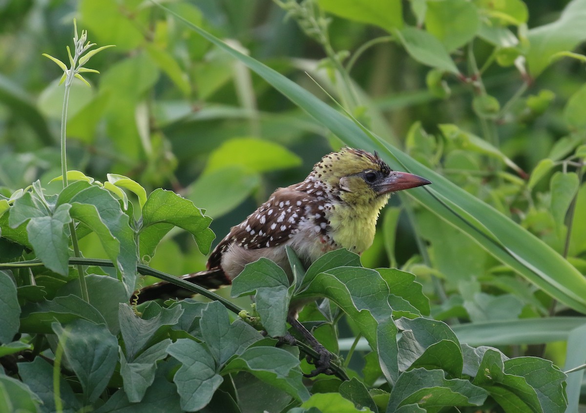 Yellow-breasted Barbet - ML182558671