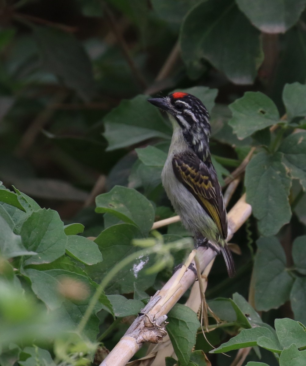 Red-fronted Tinkerbird - ML182558681