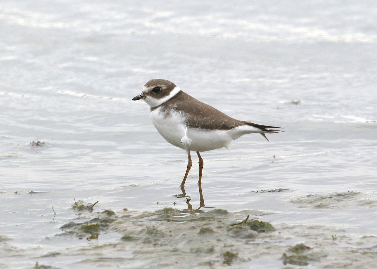Semipalmated Plover - ML182558881