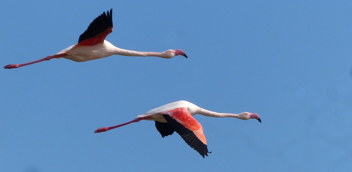 Greater Flamingo - sylvain Uriot