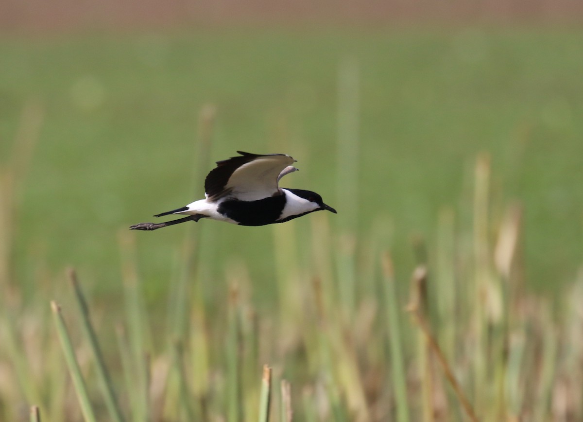 Spur-winged Lapwing - ML182564541