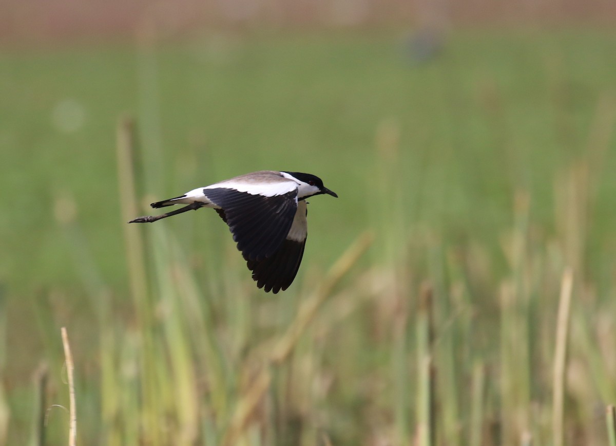 Spur-winged Lapwing - ML182564551