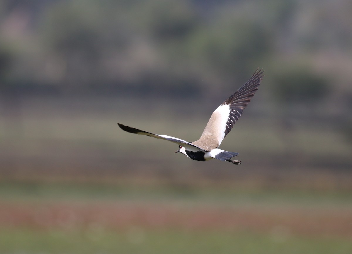 Spur-winged Lapwing - ML182564561