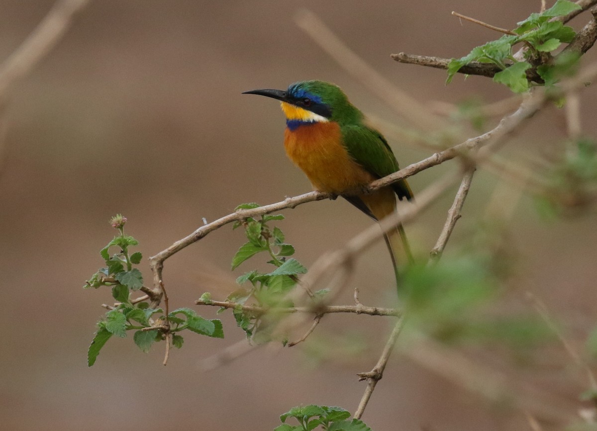 Ethiopian Bee-eater - ML182564731