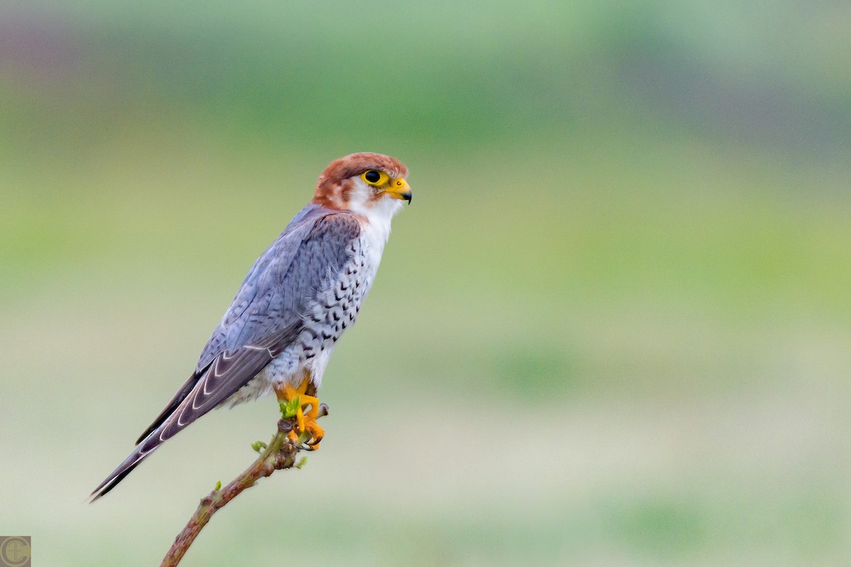 Red-necked Falcon - ML182566001