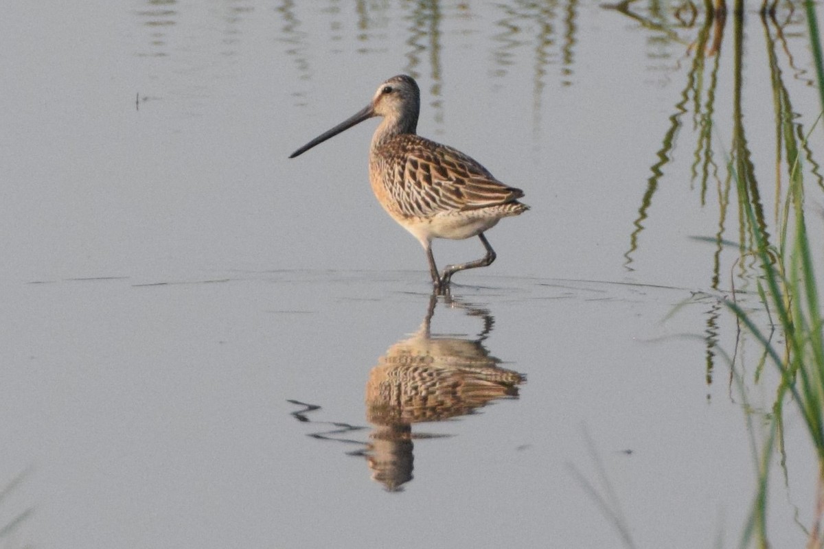 Asian Dowitcher - Andy Zhang