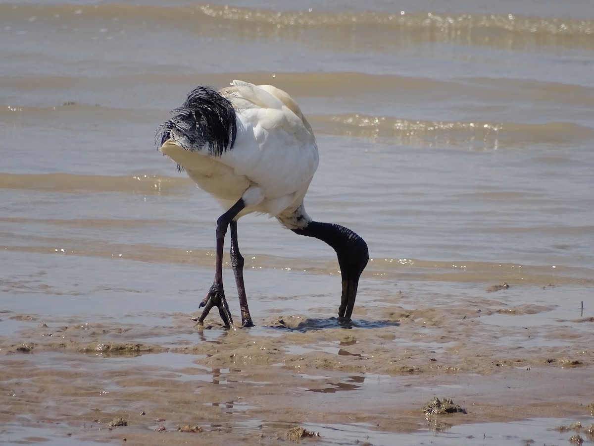 ibis australský - ML182568491