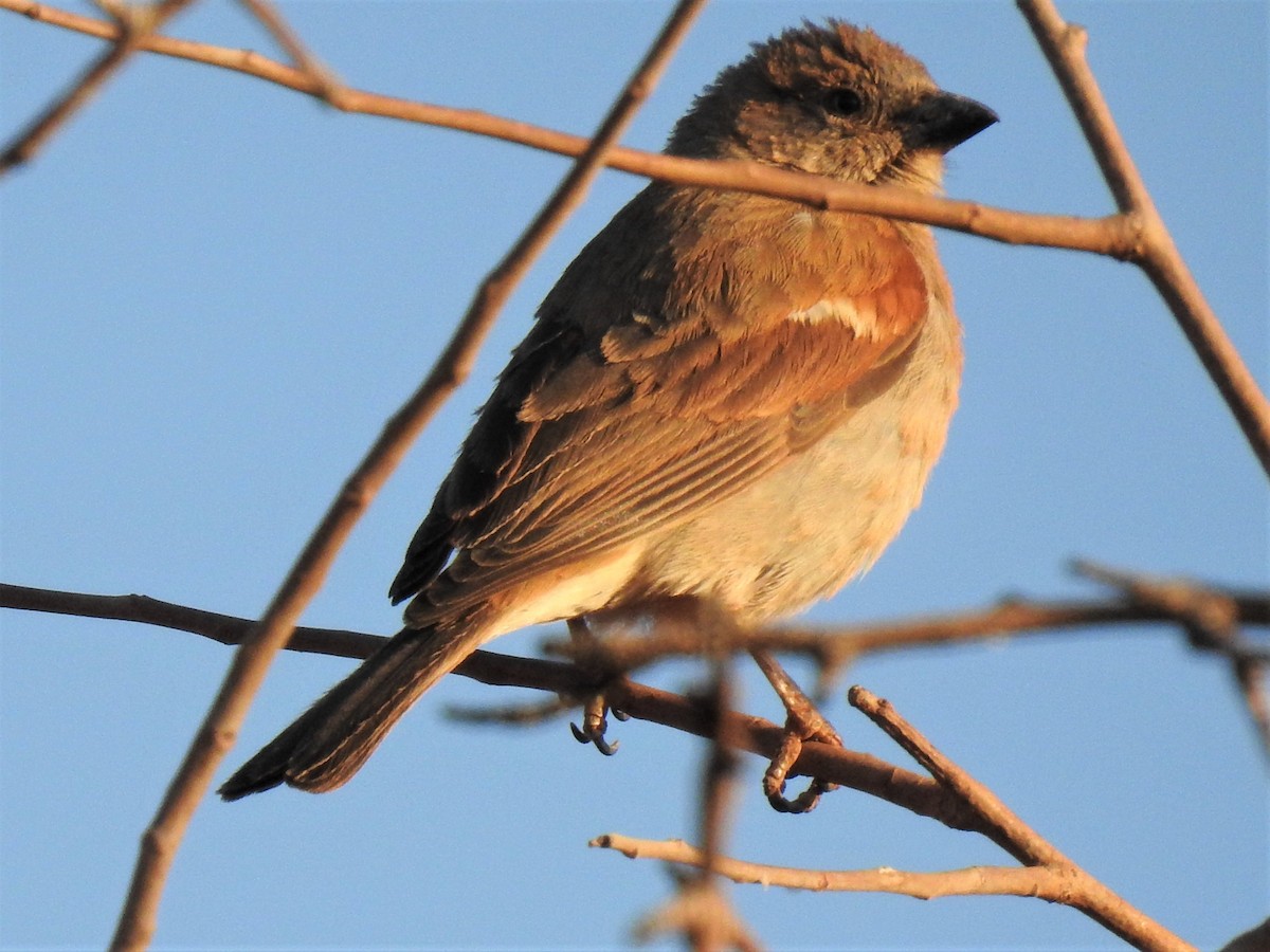 Southern Gray-headed Sparrow - ML182569601