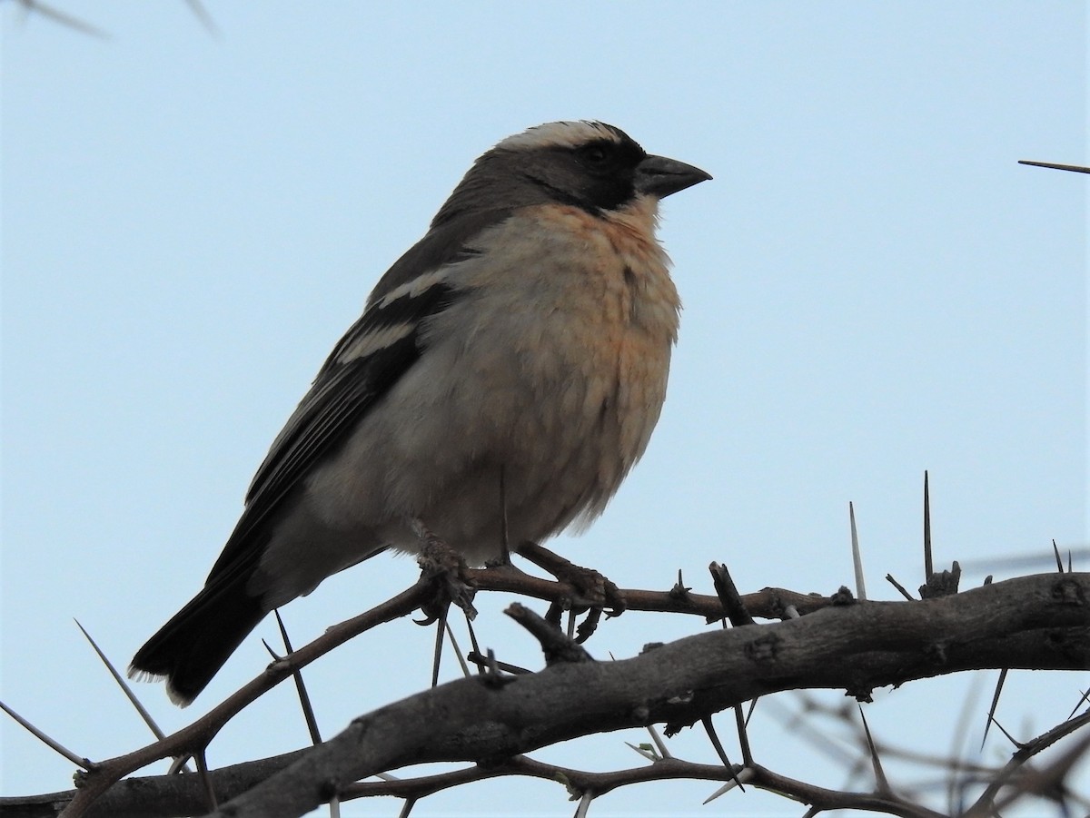 White-browed Sparrow-Weaver - ML182569751