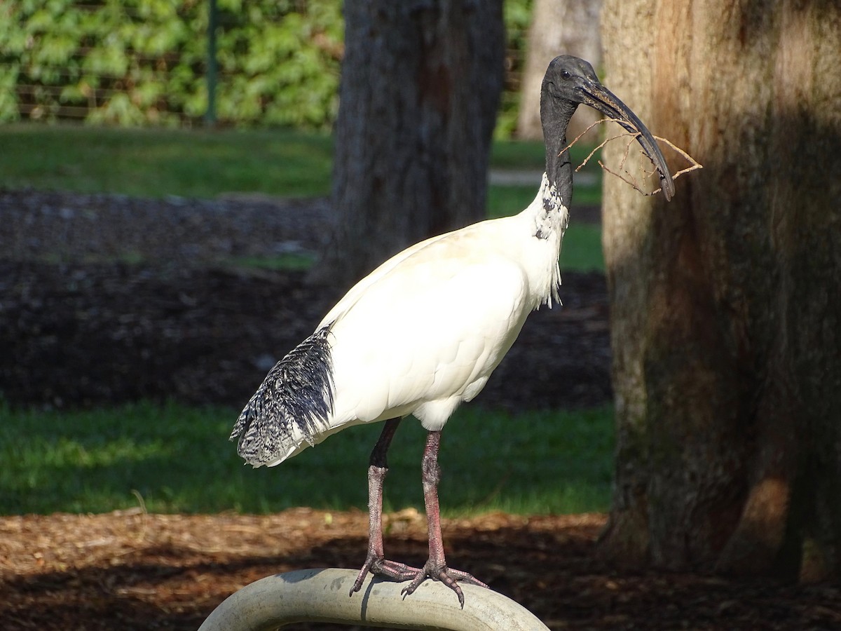 ibis australský - ML182569801