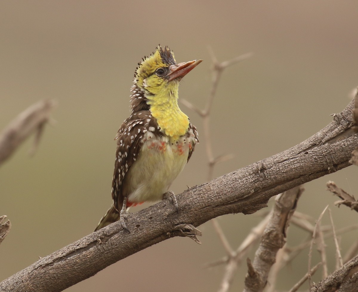 Yellow-breasted Barbet - ML182571581