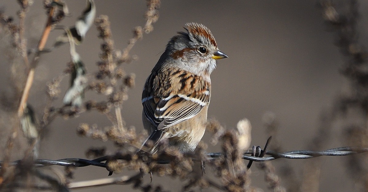 American Tree Sparrow - ML182571981