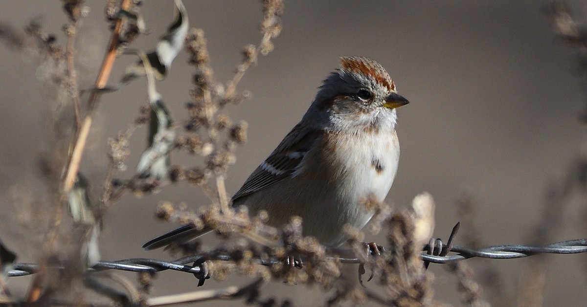 American Tree Sparrow - ML182572081