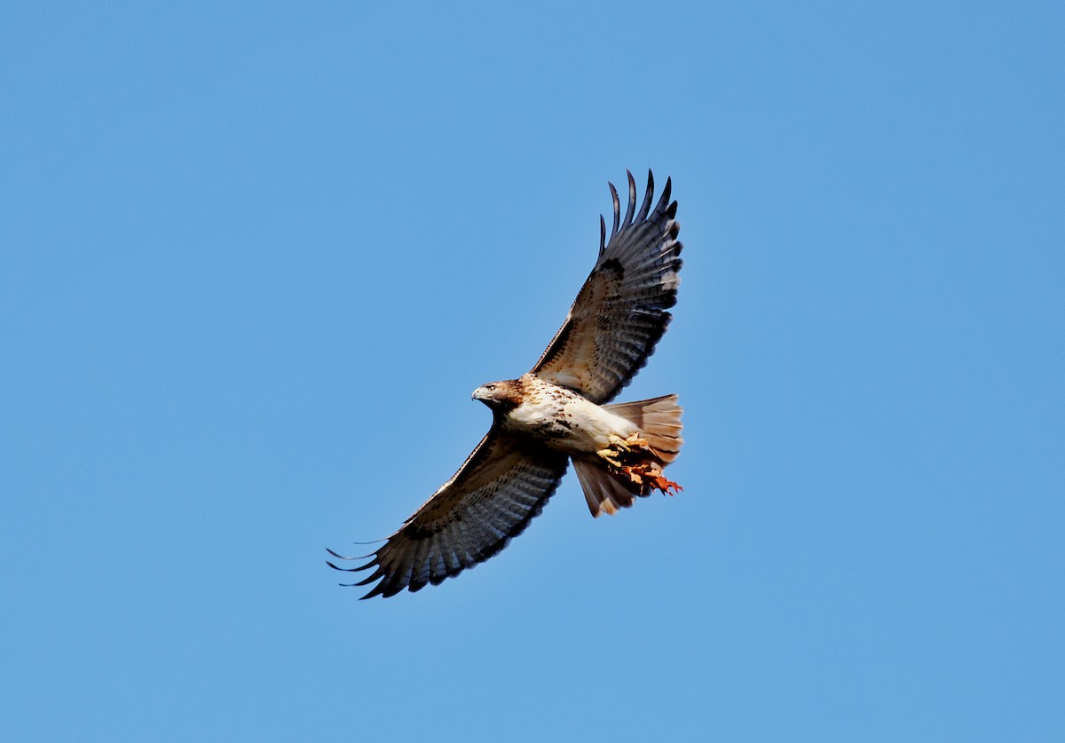 Red-tailed Hawk - Larry Van Brunt
