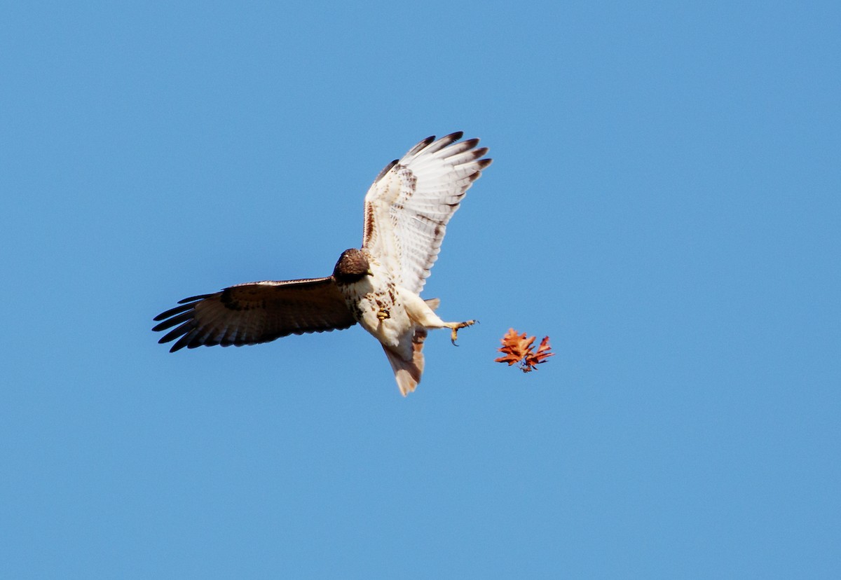 Red-tailed Hawk - ML182573291