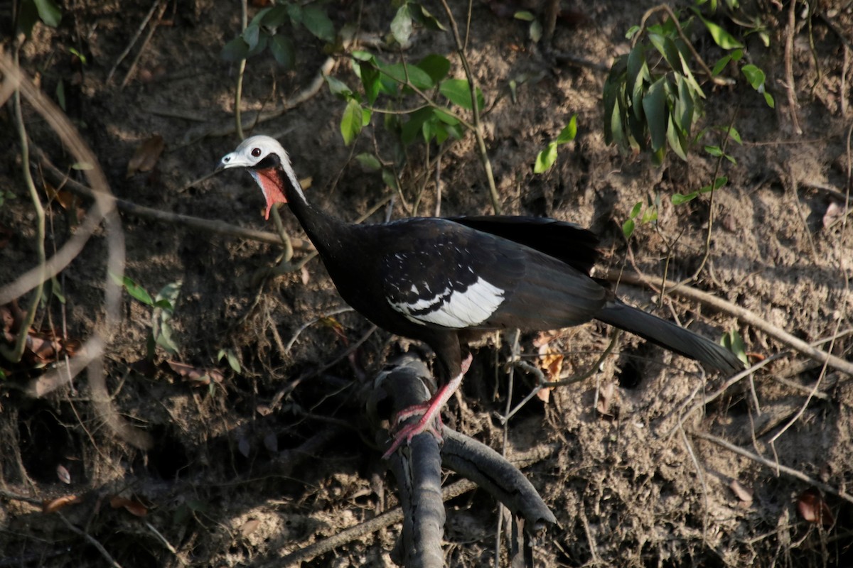 Red-throated Piping-Guan - ML182577751