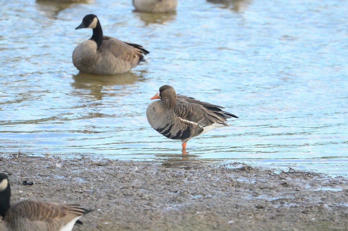 Greater White-fronted Goose - ML182579691
