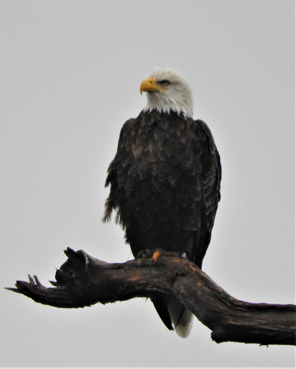 eBird Checklist - 15 Oct 2019 - US-2 - 1 species