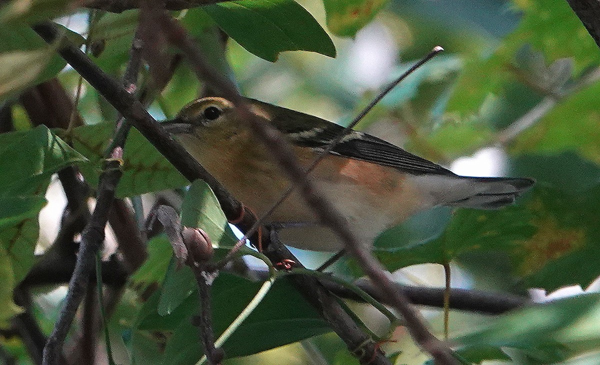Bay-breasted Warbler - ML182580431