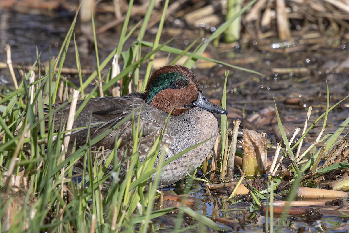 Green-winged Teal - ML182582281