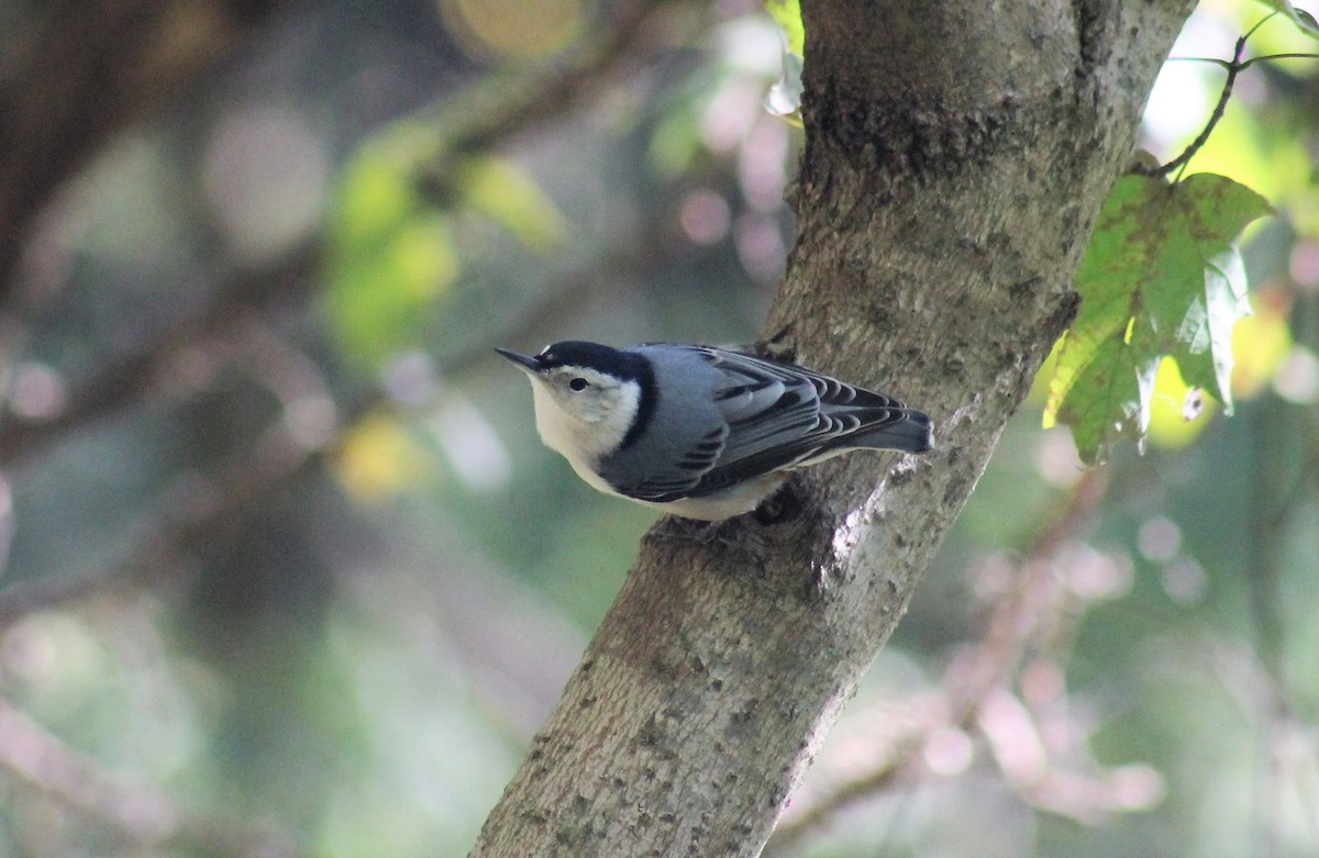 White-breasted Nuthatch - Paige O