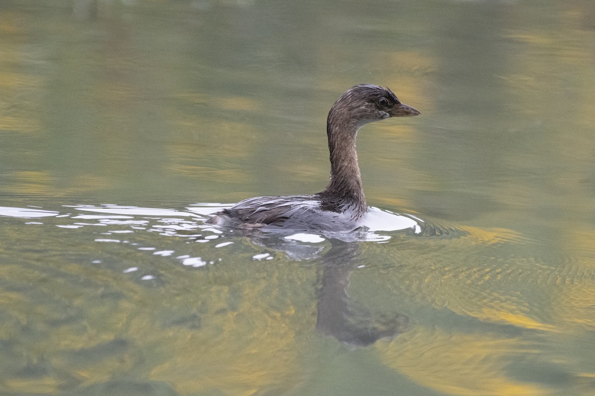 Pied-billed Grebe - Lila Theis