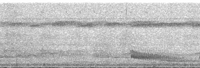 vaktelmaurfugl (torquata) - ML182587
