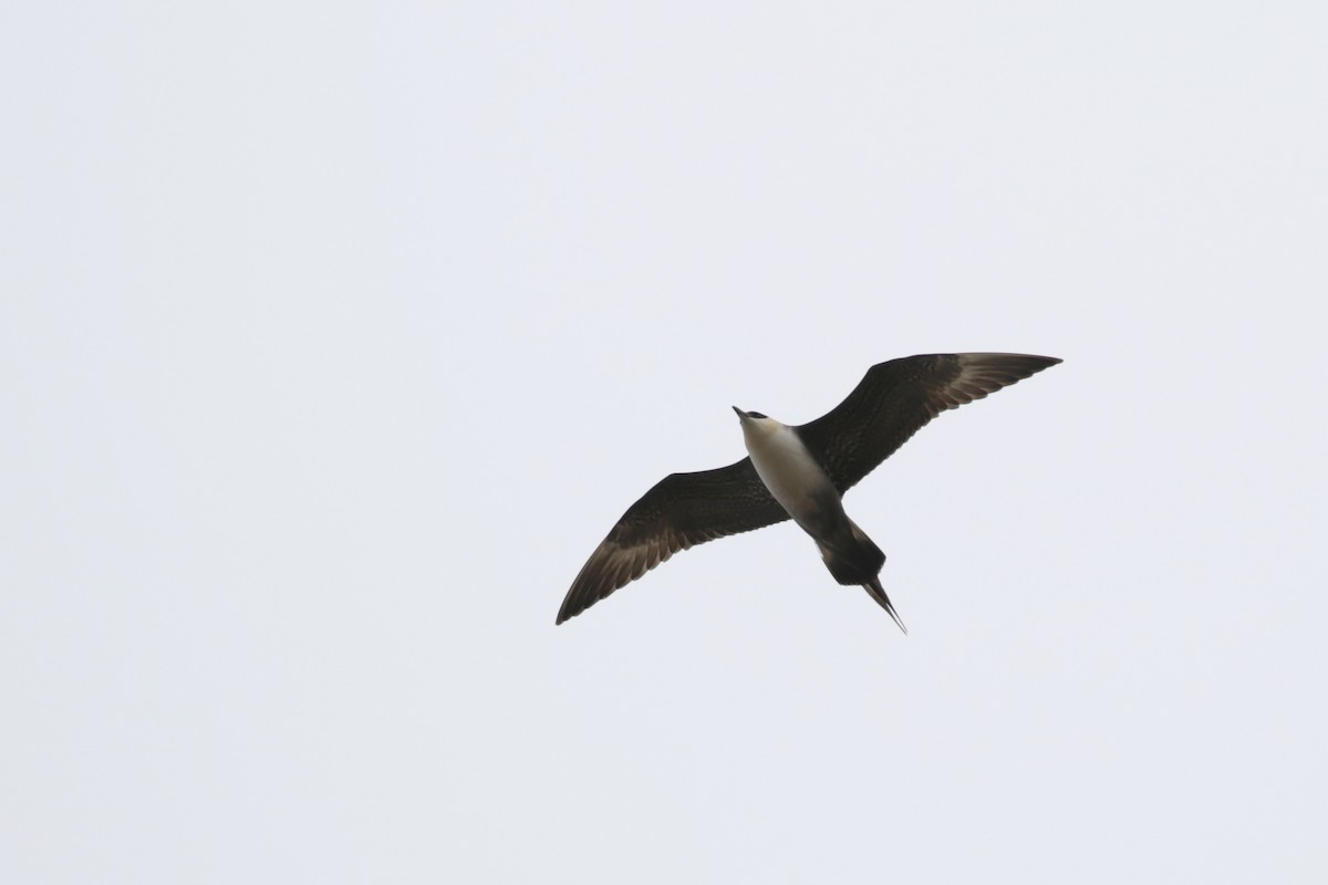 Long-tailed Jaeger - ML182590751