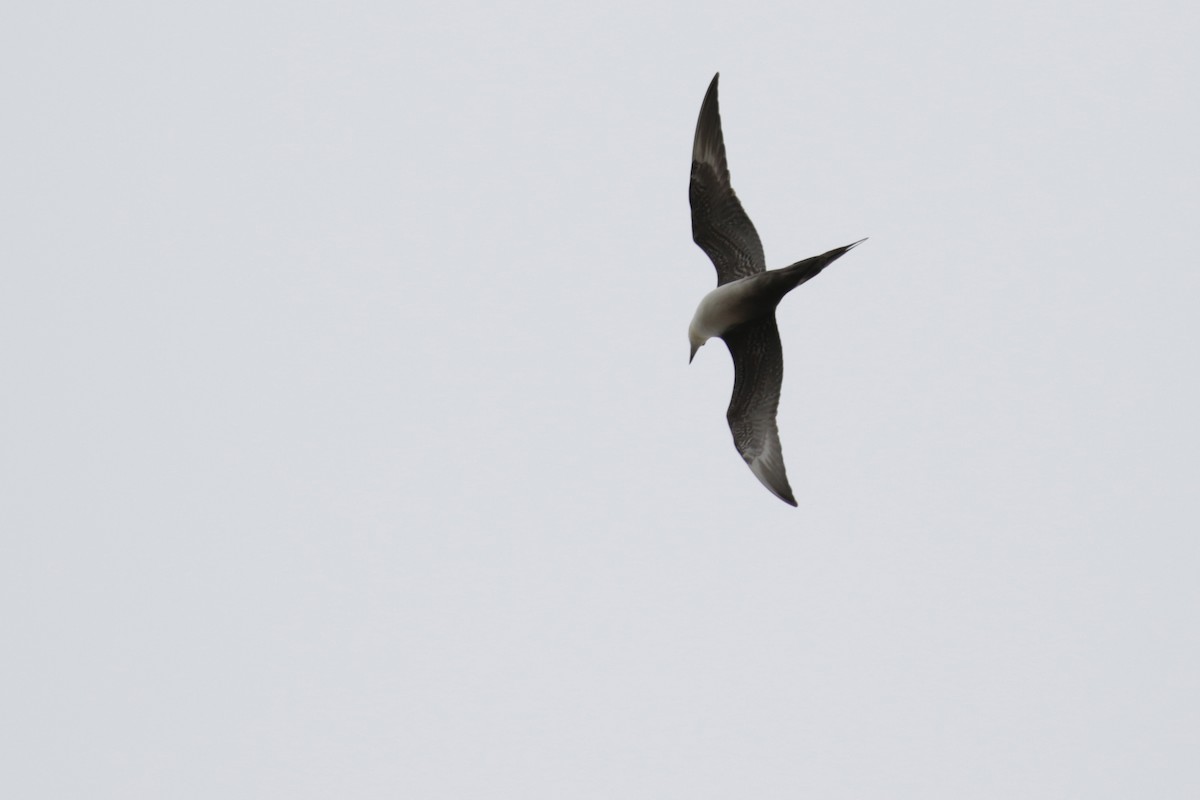 Long-tailed Jaeger - ML182590831