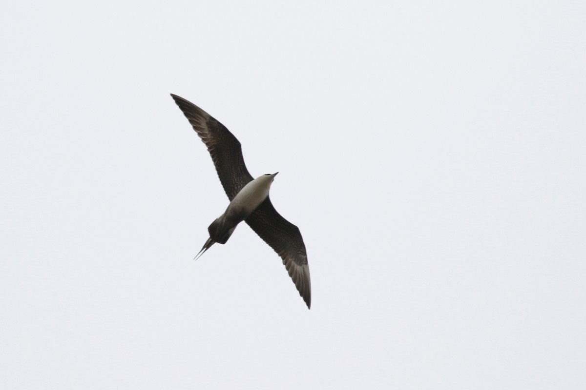 Long-tailed Jaeger - ML182590841