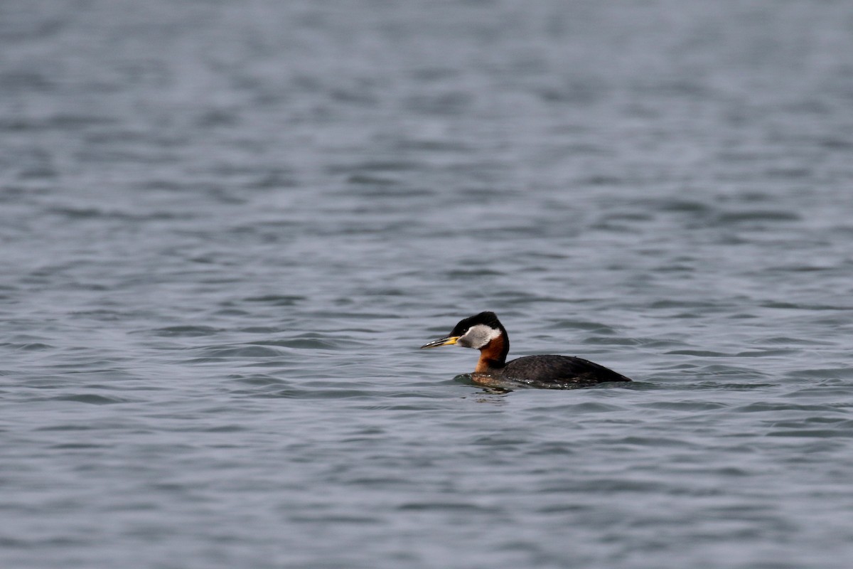 Red-necked Grebe - ML182592211