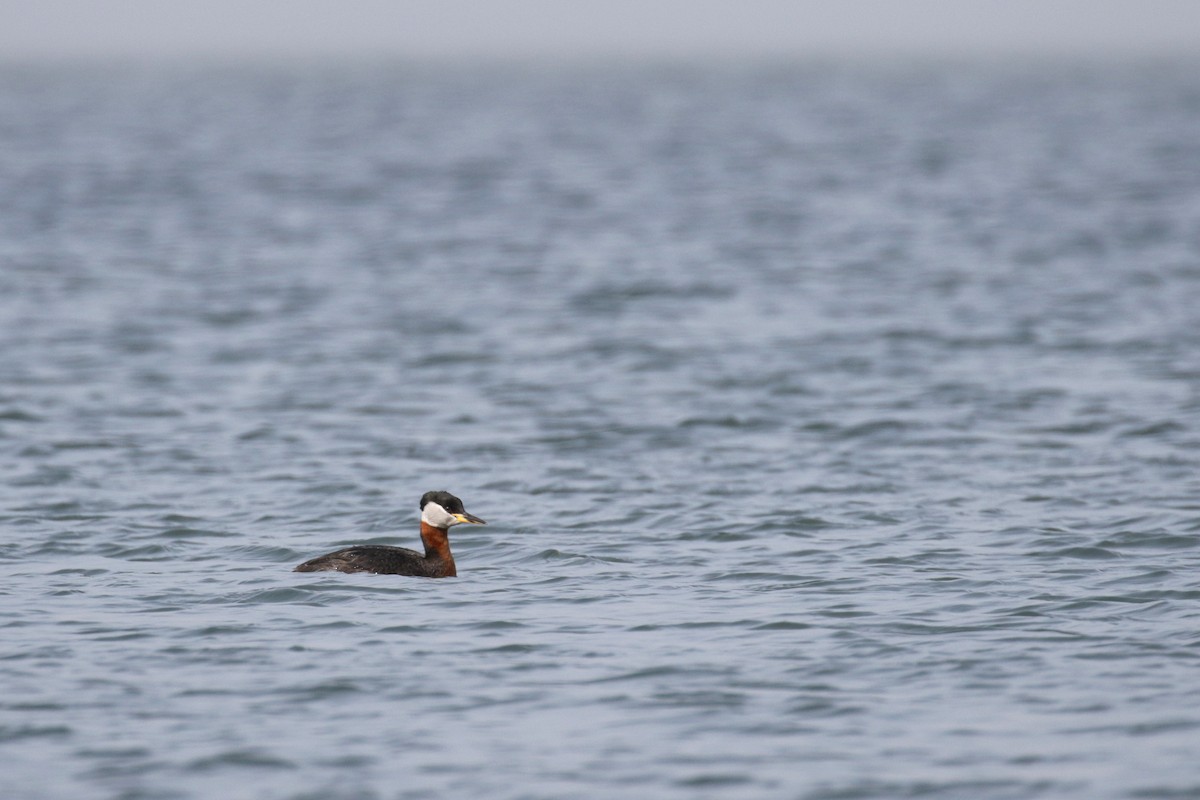 Red-necked Grebe - ML182592231
