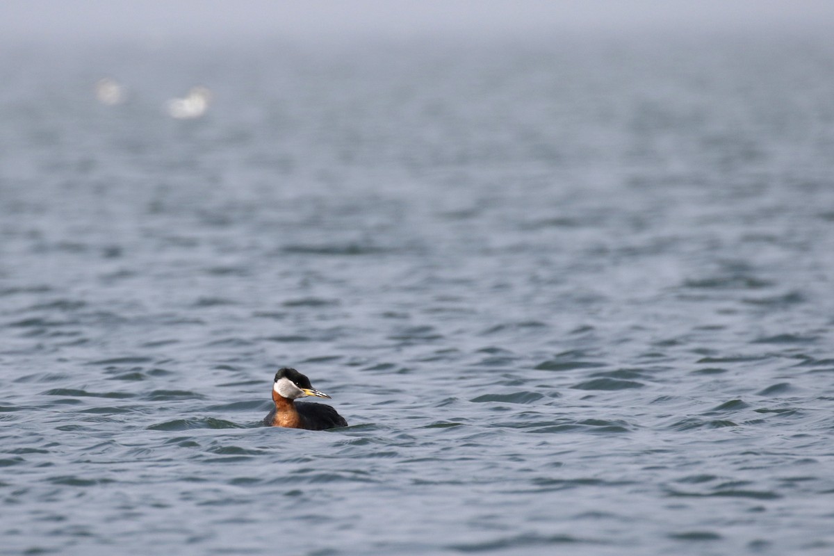 Red-necked Grebe - ML182592251