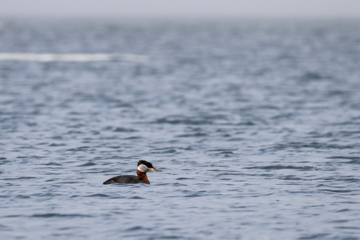 Red-necked Grebe - ML182592261