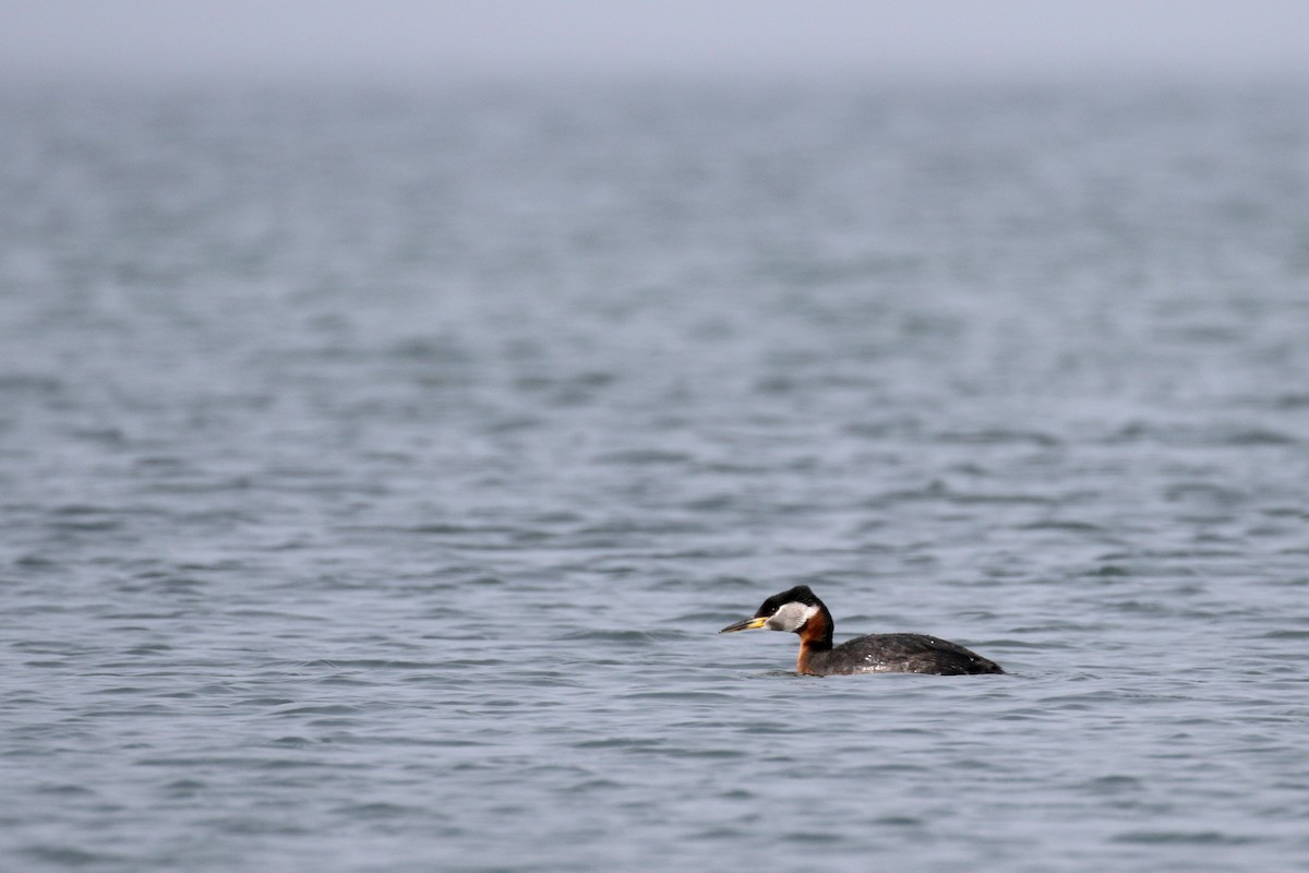 Red-necked Grebe - ML182592271