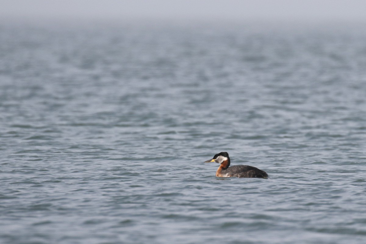 Red-necked Grebe - ML182592281