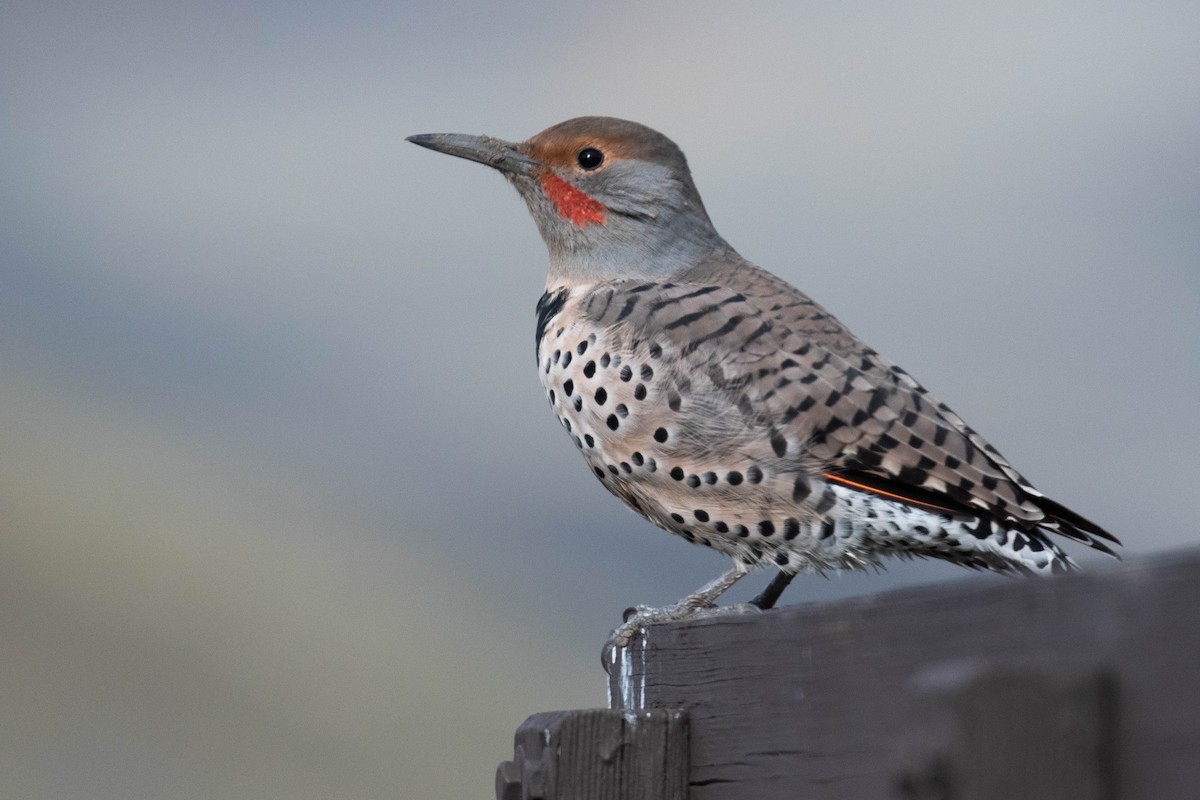 Northern Flicker (Red-shafted) - Alex Lamoreaux