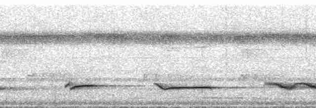White-necked Thrush (Gray-flanked) - ML182593