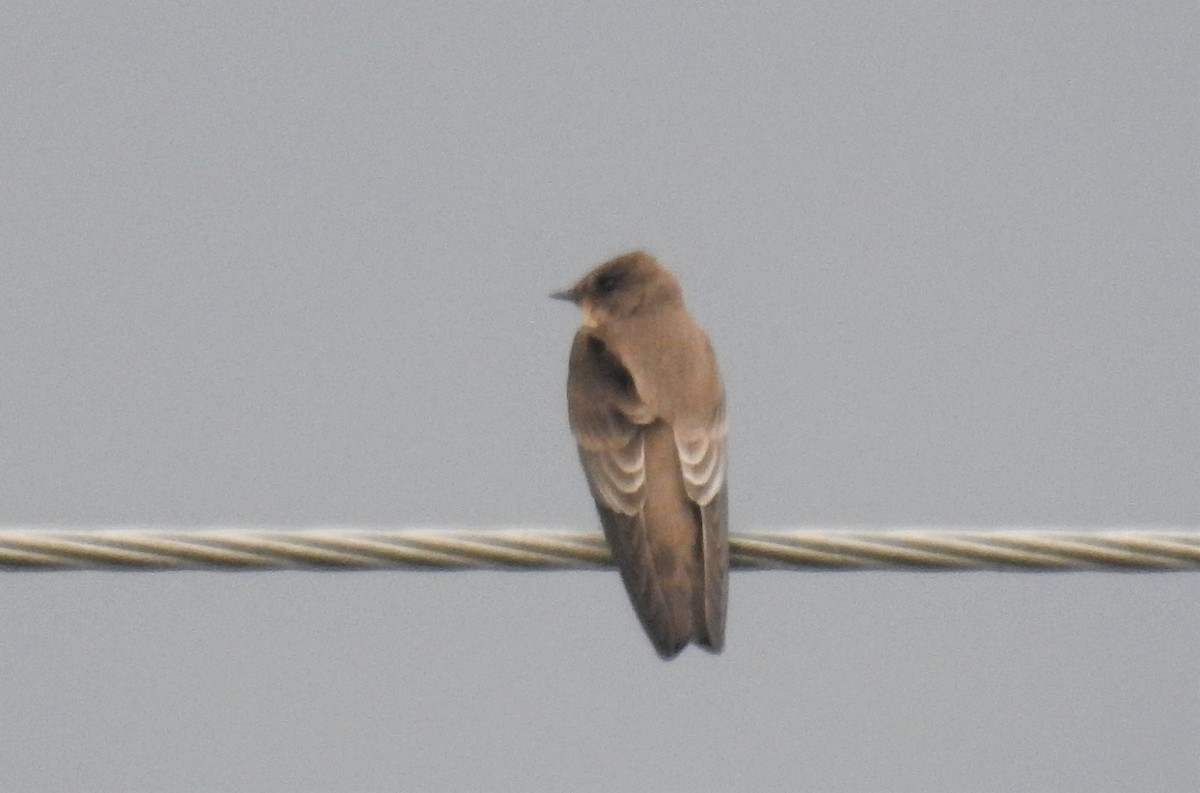 Northern Rough-winged Swallow - Heidi Pasch de Viteri