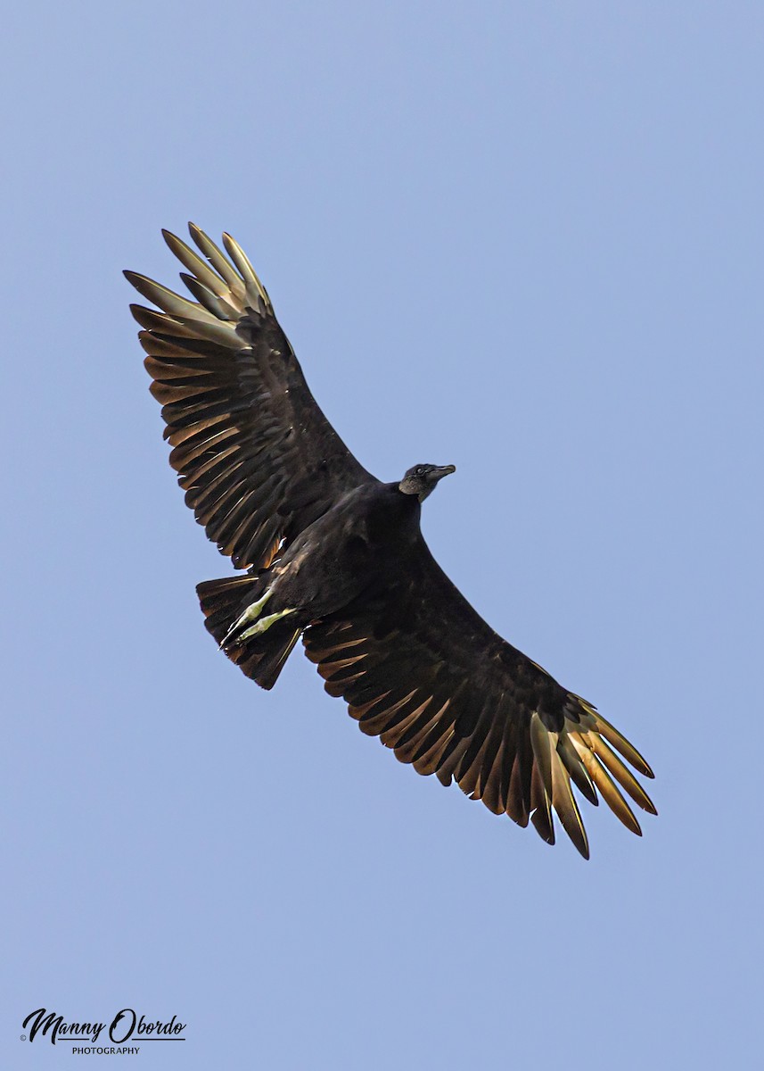 Black Vulture - Manny Obordo