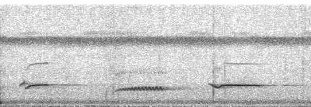 White-necked Thrush (Gray-flanked) - ML182599