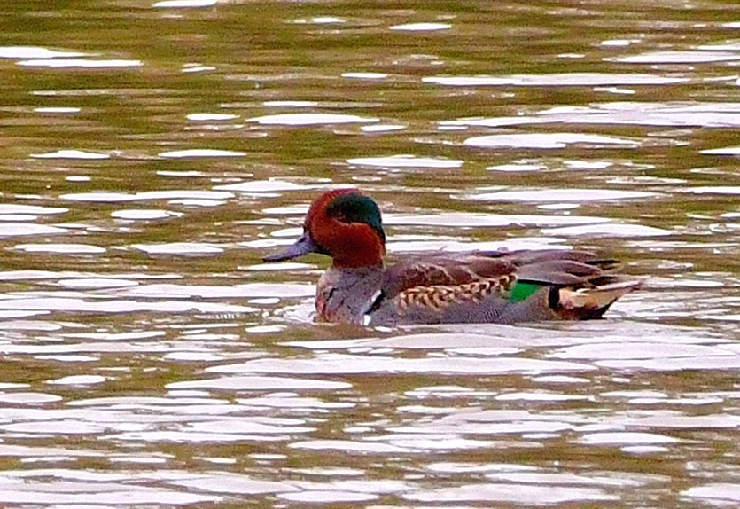 Green-winged Teal - ML182600961