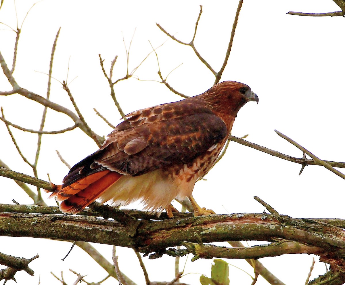 Red-tailed Hawk - ML182601101