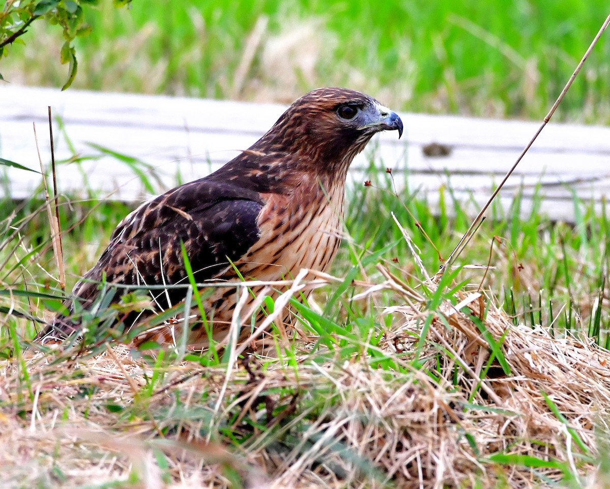 Red-tailed Hawk - ML182601111