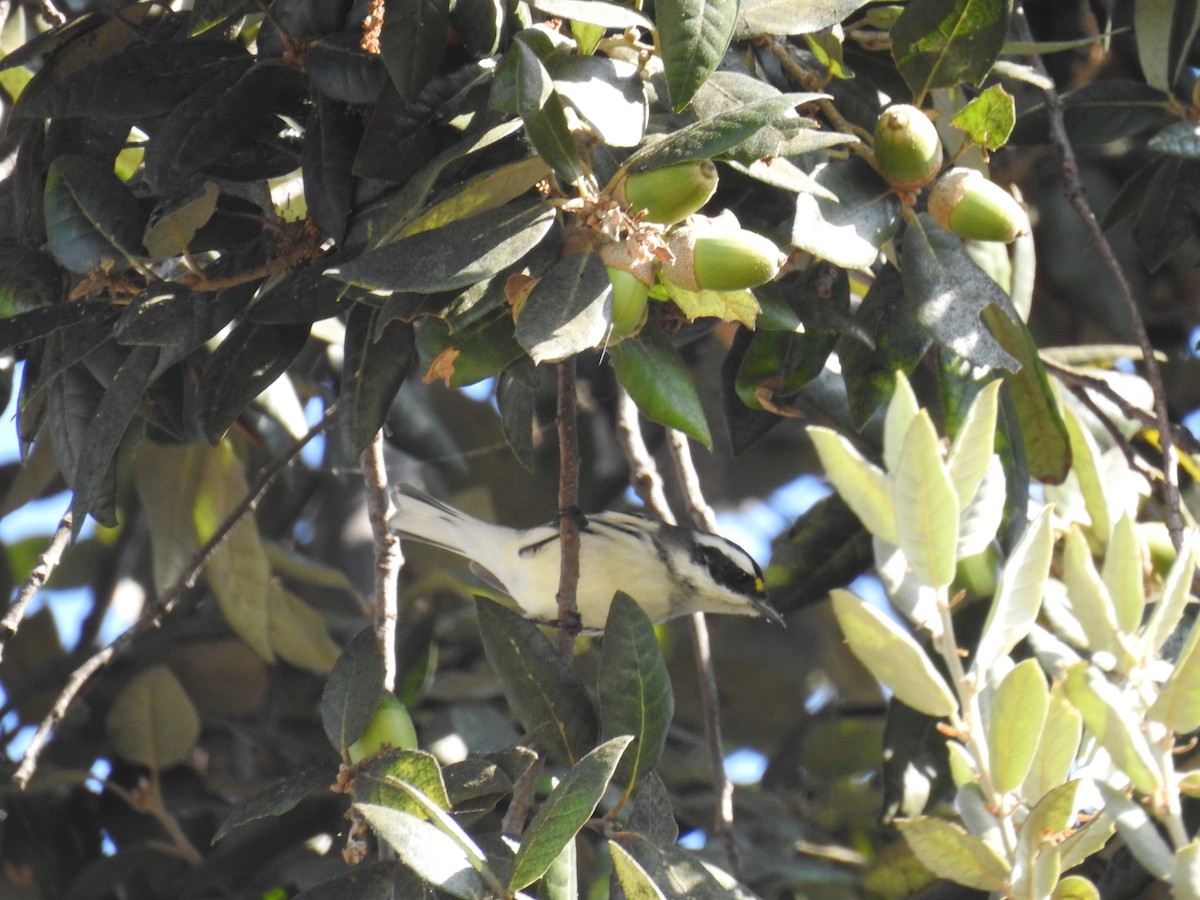 Black-throated Gray Warbler - ML182601121