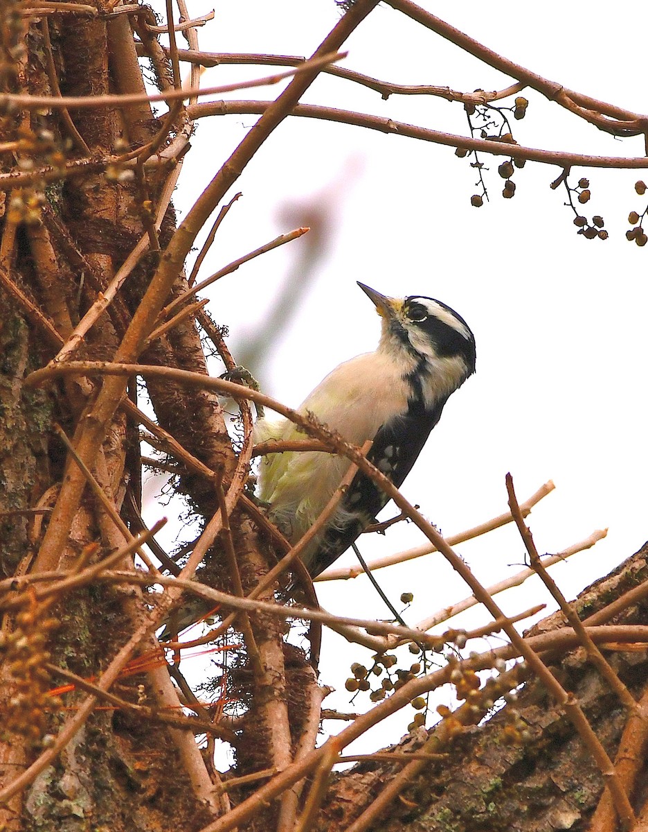 Downy Woodpecker - ML182601151