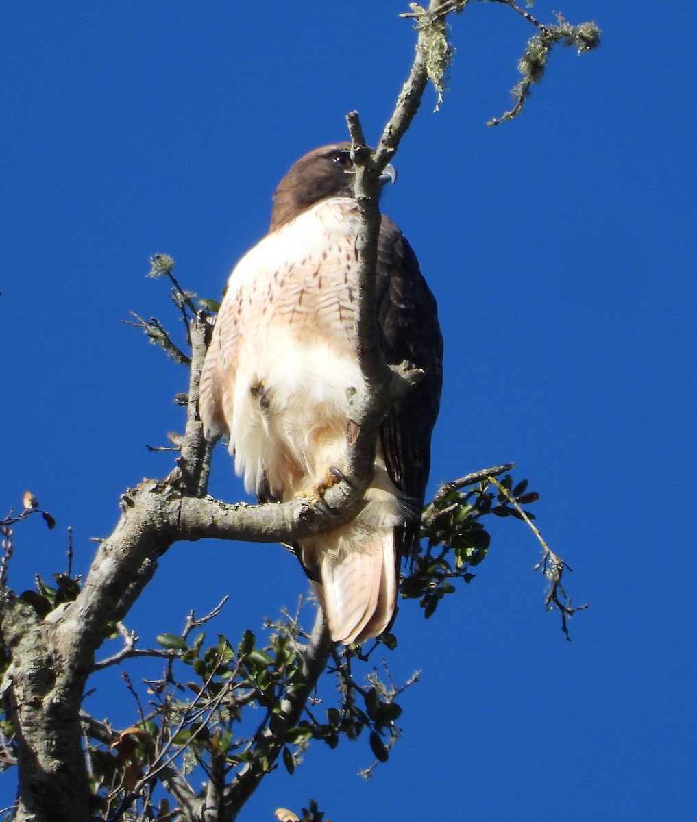 Red-tailed Hawk - Norman Pillsbury