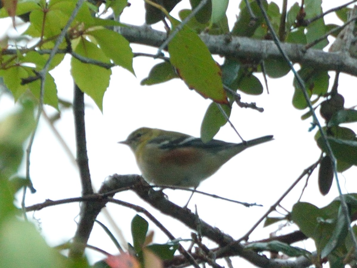 Bay-breasted Warbler - ML182604861