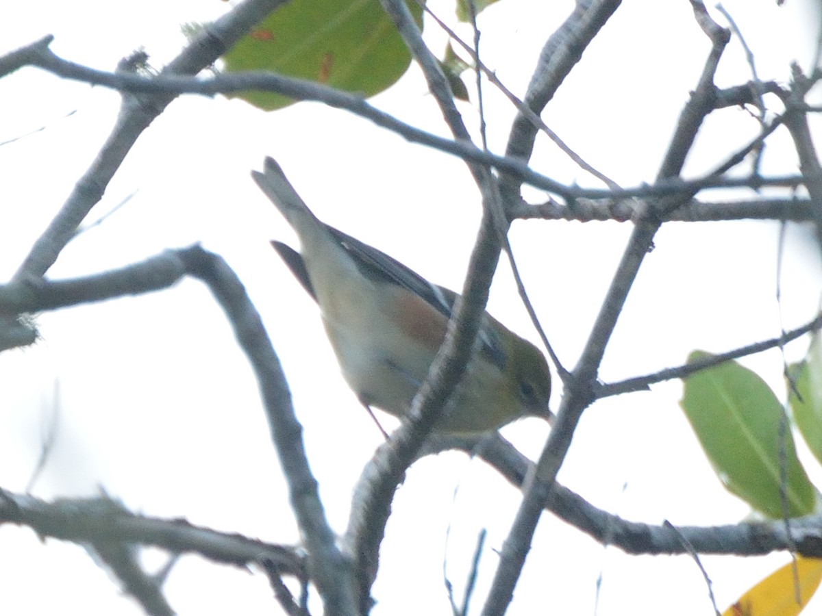 Bay-breasted Warbler - ML182605191