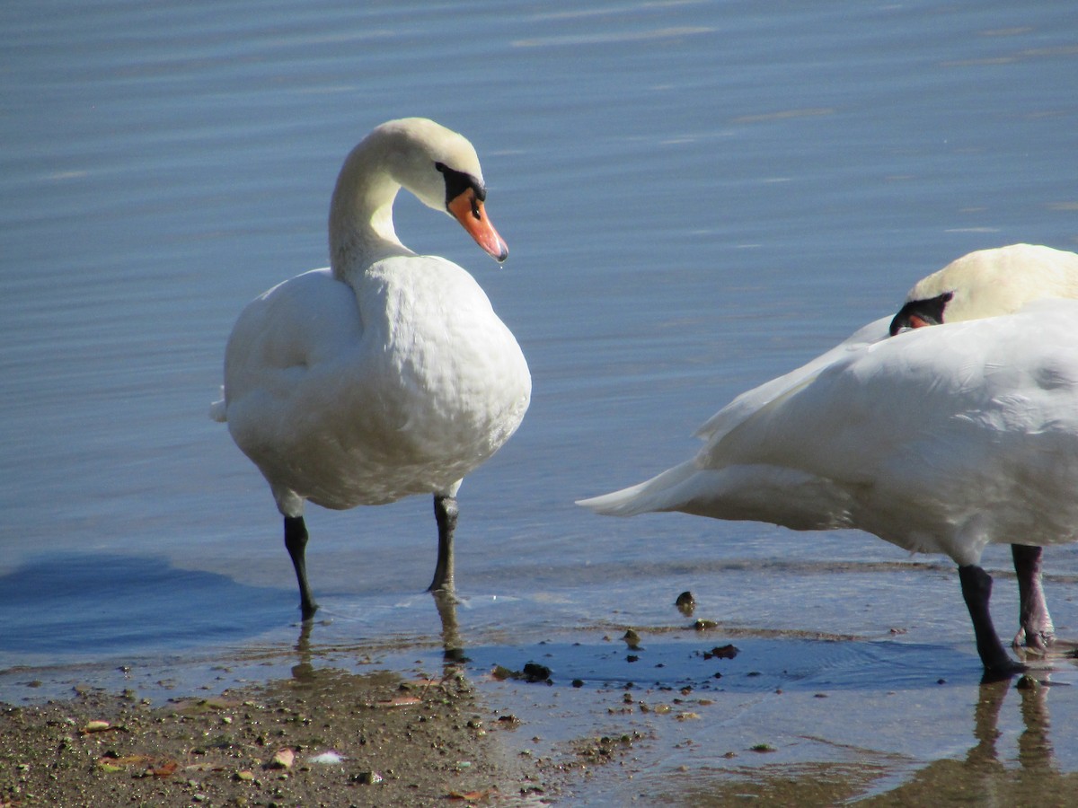 eBird Checklist - 17 Oct 2019 - Geist Reservoir (Hamilton County) - 42 ...